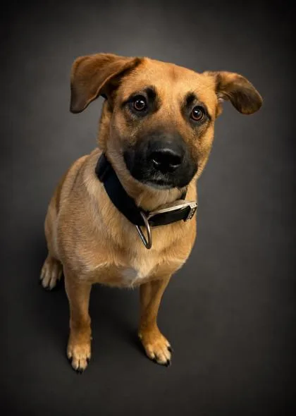 An adult medium-sized male German Shepherd Dog dog named Jasper for adoption in Bowling Green, KY