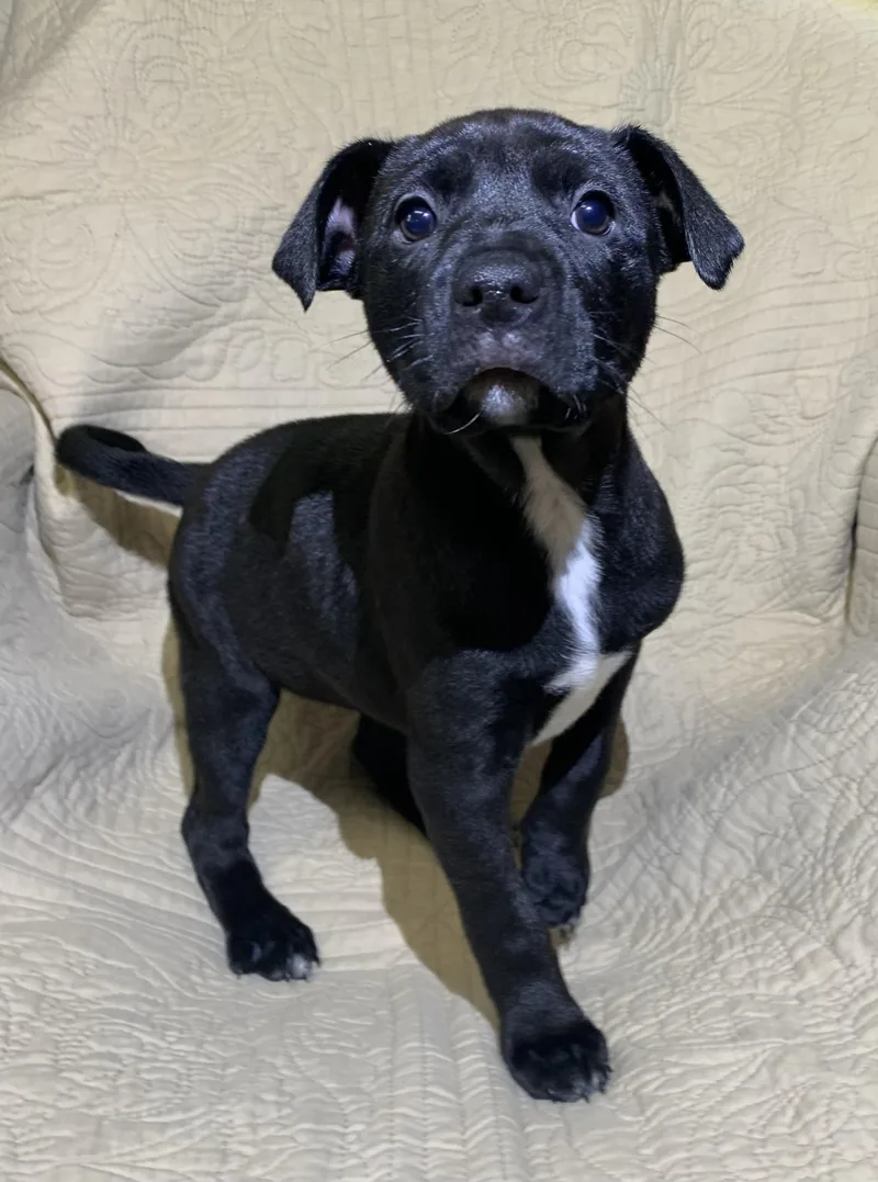 A baby medium-sized female Black American Staffordshire Terrier dog named Sappphire for adoption in Massena, NY