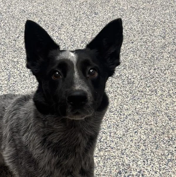 An adult medium-sized male Australian Cattle Dog / Blue Heeler dog named Radley for adoption in Golden, CO