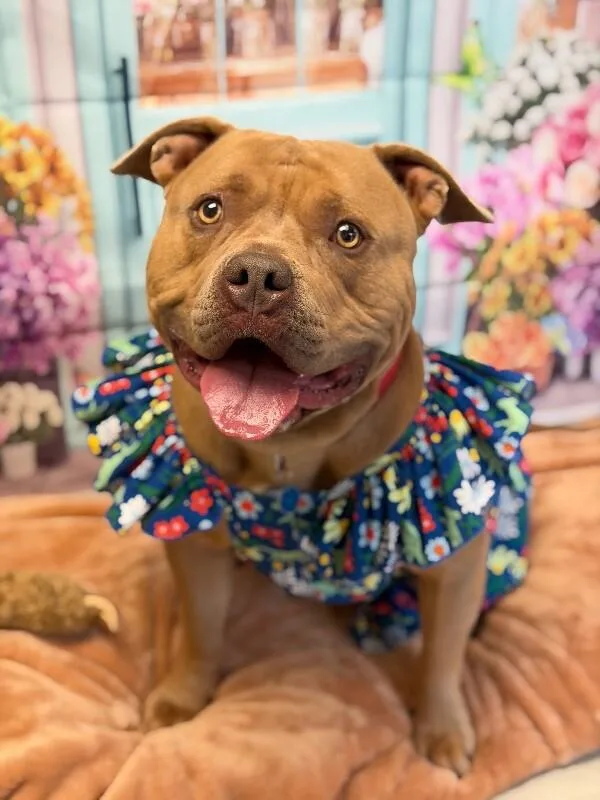 An adult large-sized female Yellow / Tan / Blond / Fawn American Bulldog dog named Sandi for adoption in Fruit Heights, UT