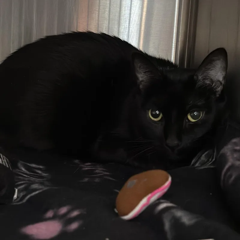 An adult large-sized female Black Domestic Short Hair cat named Luna Lovegood for adoption in Matteson, IL