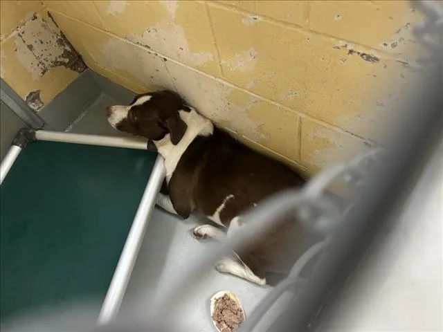 A young medium-sized female Pit Bull Terrier dog named Red for adoption in Tulsa, OK