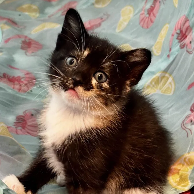 Nova