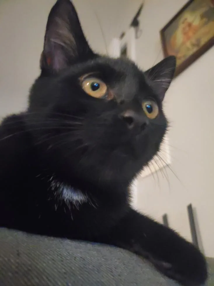 A baby small-sized male Domestic Short Hair cat named Owlbear for adoption in Hagerstown, MD