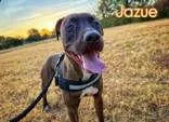A young medium-sized female Pit Bull Terrier dog named Jazue for adoption in Denton, TX