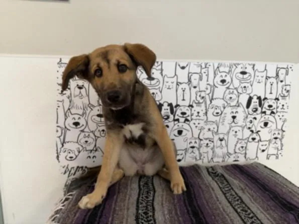 A baby large-sized female German Shepherd Dog dog named Snickers for adoption in San Pedro, CA