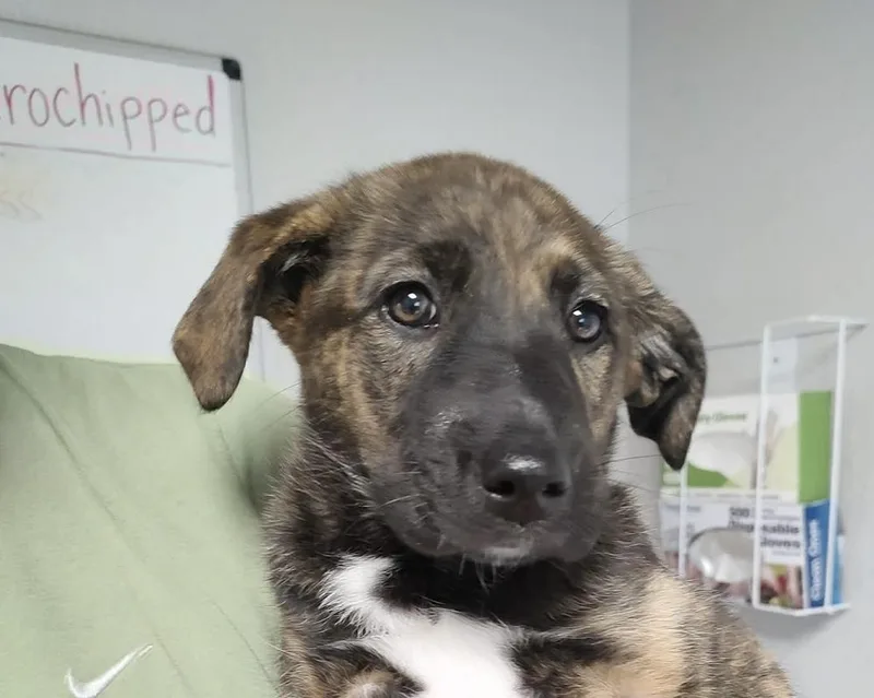 A young large-sized female Brindle Dutch Shepherd dog named Nala for adoption in Bolivar, MO