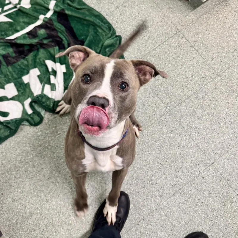 An adult large-sized male Pit Bull Terrier dog named Milo for adoption in Passaic, NJ