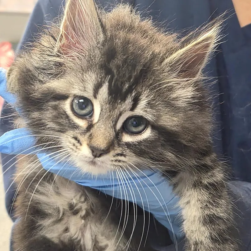 A baby small-sized female Brown / Chocolate Domestic Long Hair cat named Chimichurri for adoption in Newark, NJ