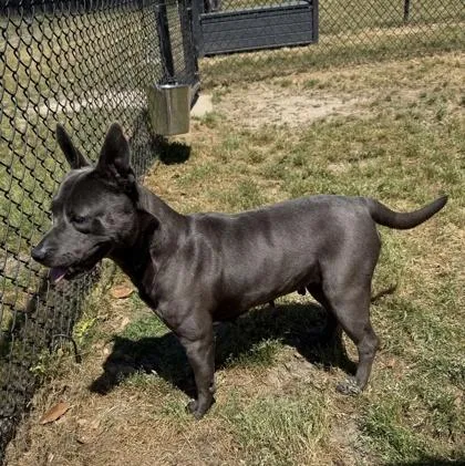 An adult medium-sized female American Staffordshire Terrier dog named Tsunami for adoption in Conway, SC