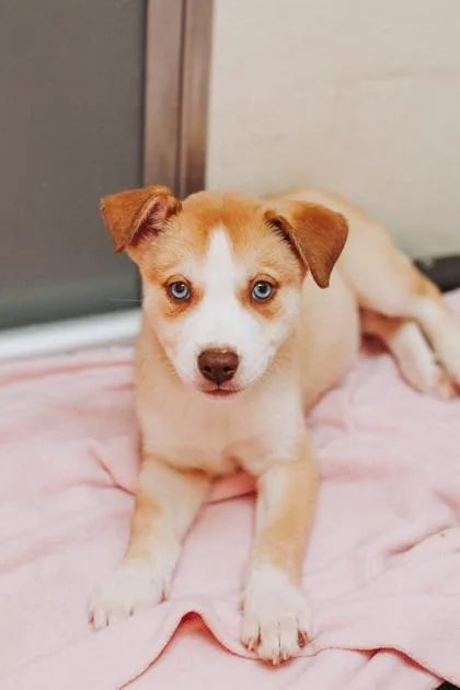A young small-sized female Terrier dog named A Linda for adoption in North Charleston, SC
