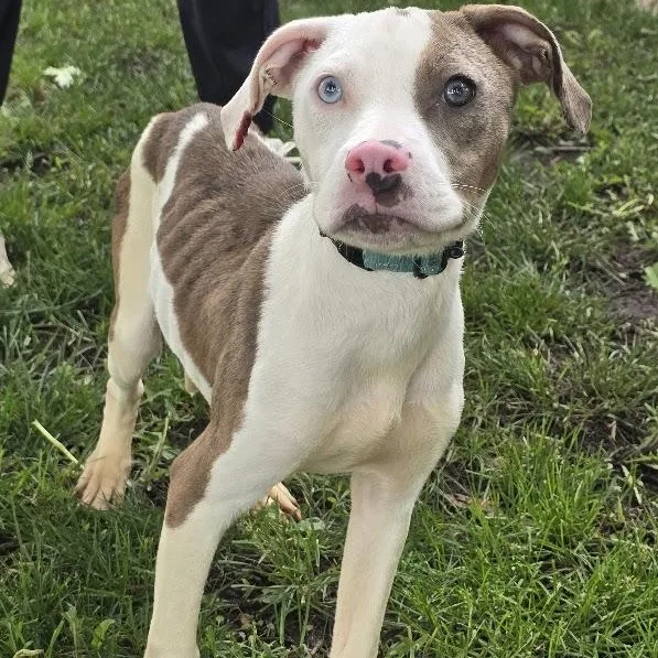 A young medium-sized female Merle (Blue) Pit Bull Terrier dog named Halo for adoption in Waterloo, IA