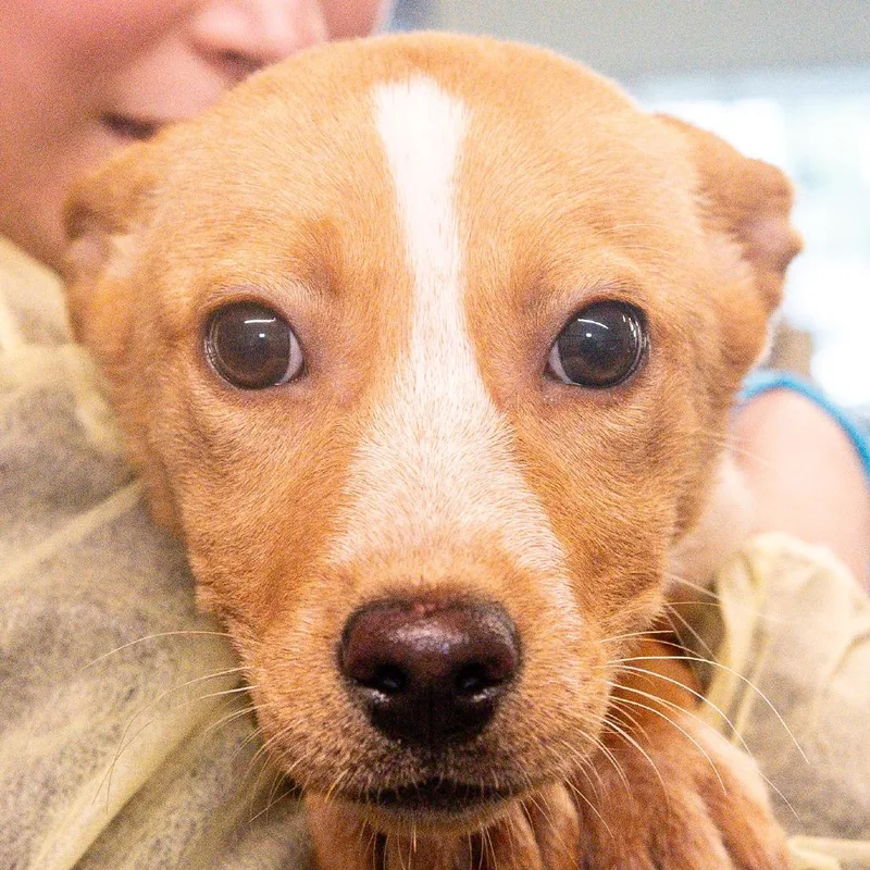 A baby small-sized female Red / Chestnut / Orange Mixed Breed dog named Esther Avail By Appointment for adoption in Kennebunk, ME