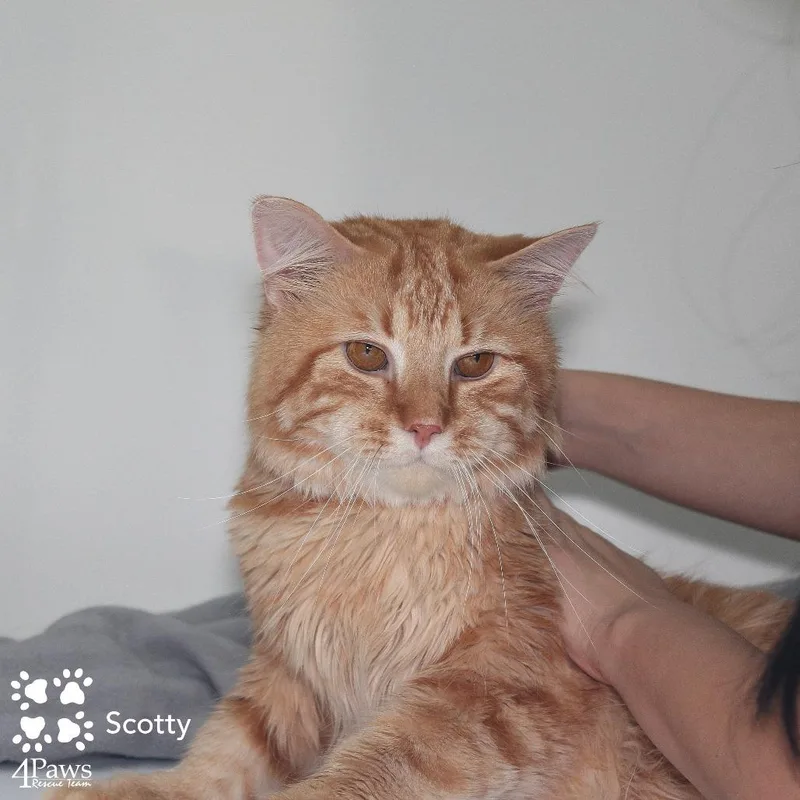Scotty Manassas thumbnail 2