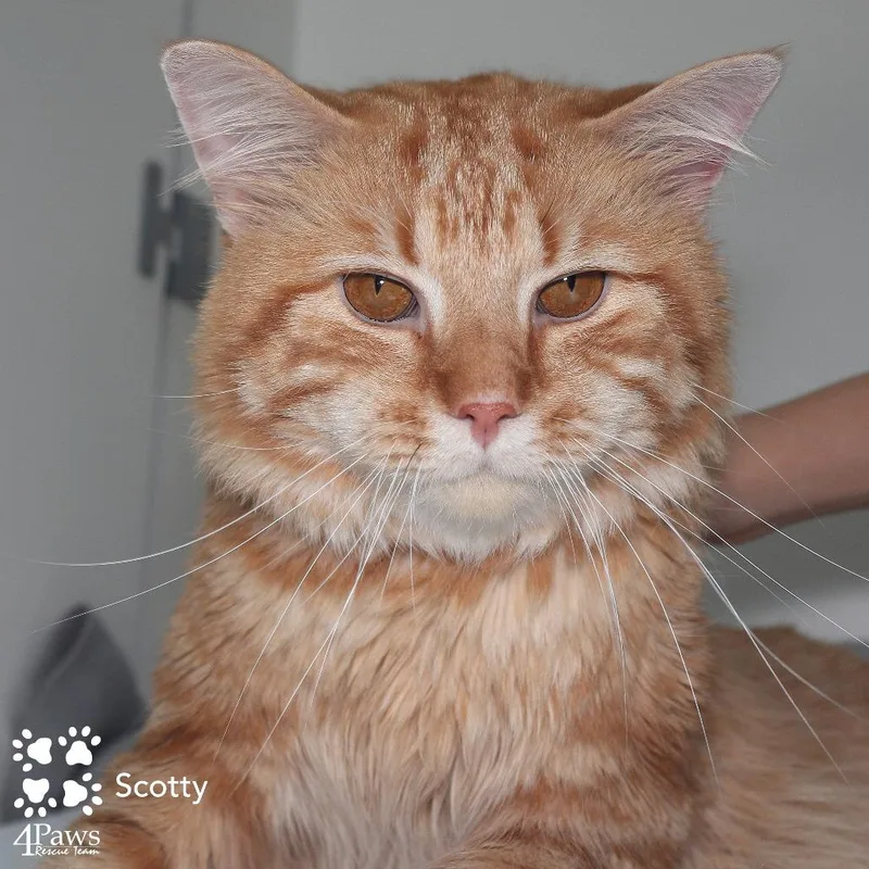 Scotty Manassas thumbnail 3