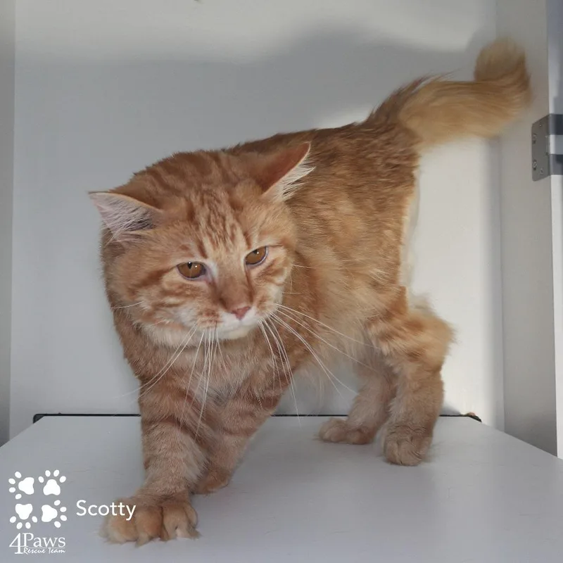 Scotty Manassas thumbnail 5