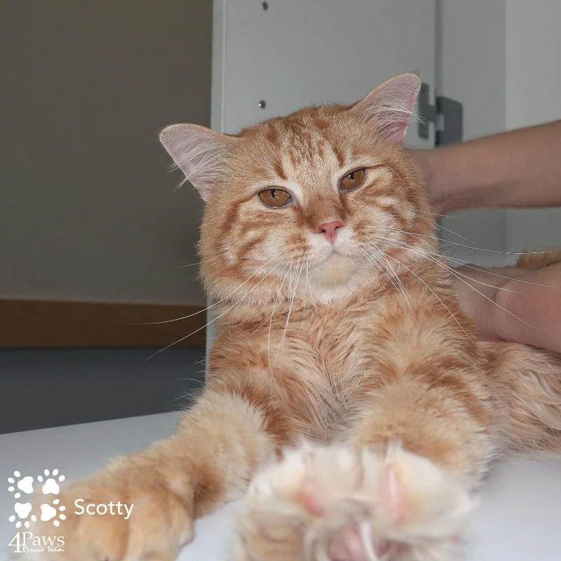 Scotty Manassas thumbnail 6