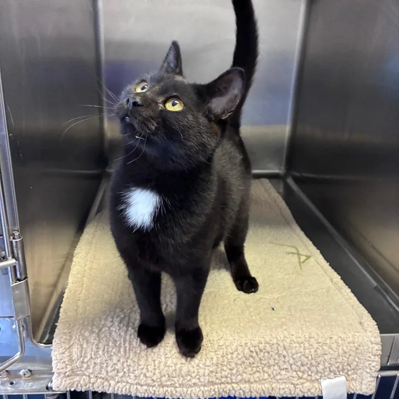 A young small-sized male Black Domestic Short Hair cat named Windsor for adoption in Saugerties, NY