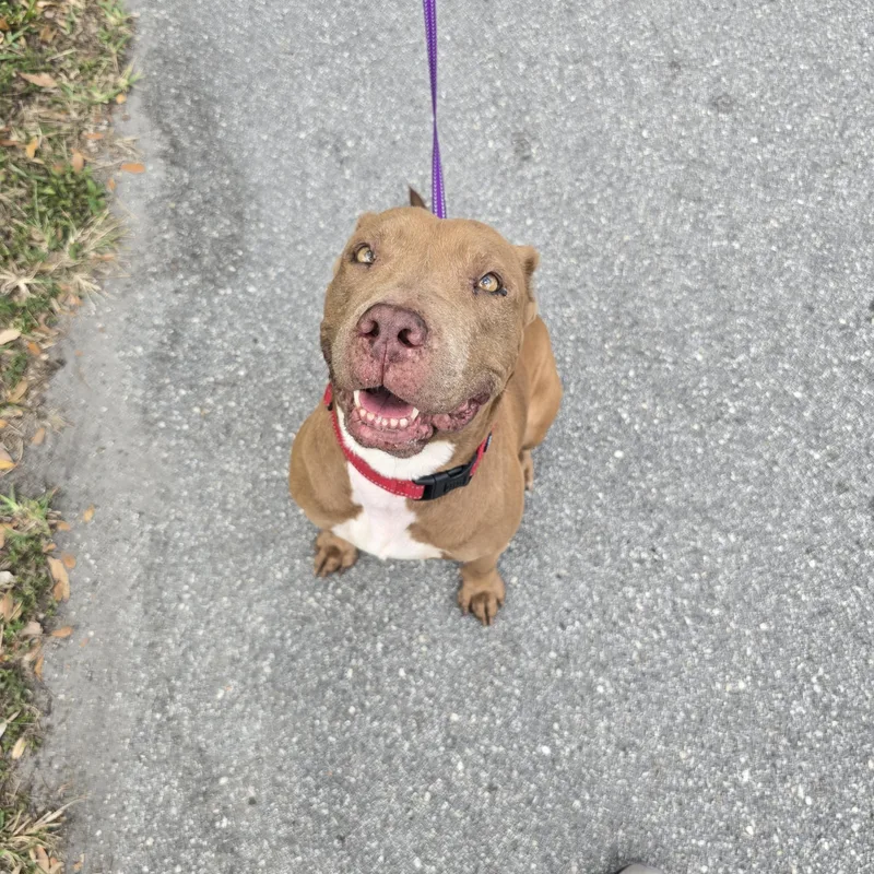 Buttercup thumbnail 2