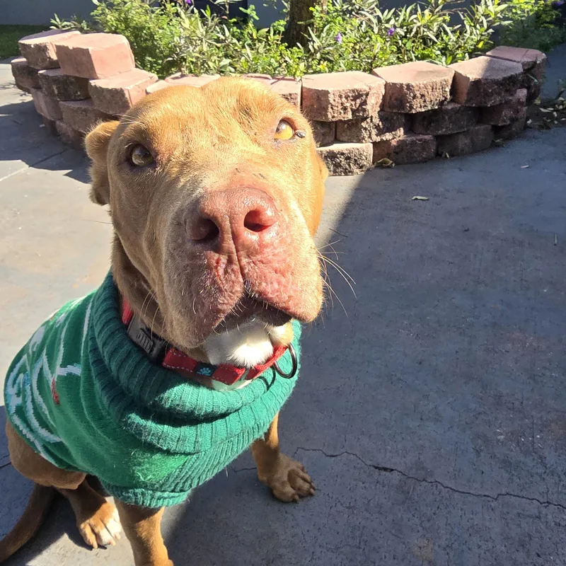 Buttercup thumbnail 3