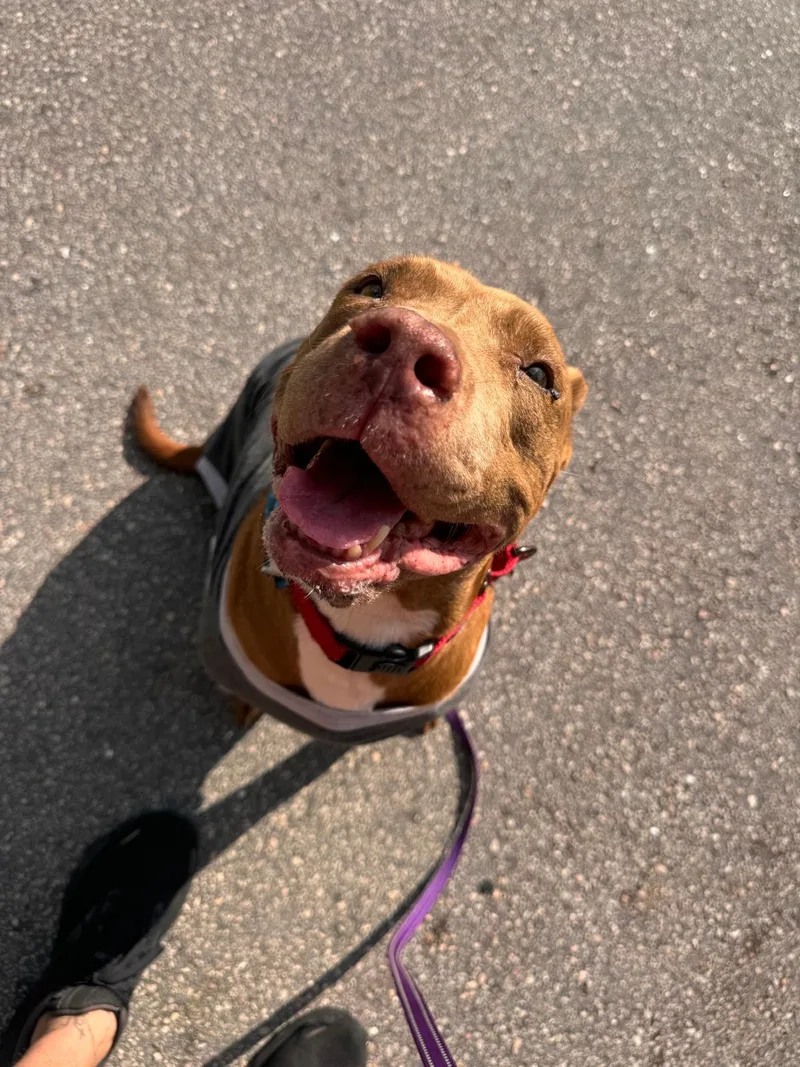 Buttercup thumbnail 4