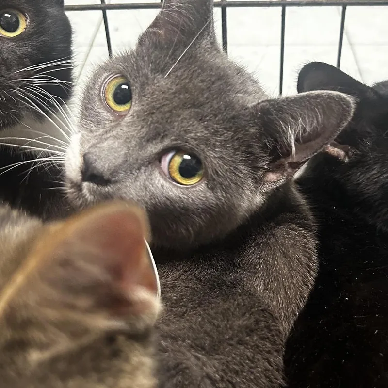 An adult medium-sized female Gray / Blue / Silver Domestic Short Hair cat named Boba Fet for adoption in Philadelphia, PA