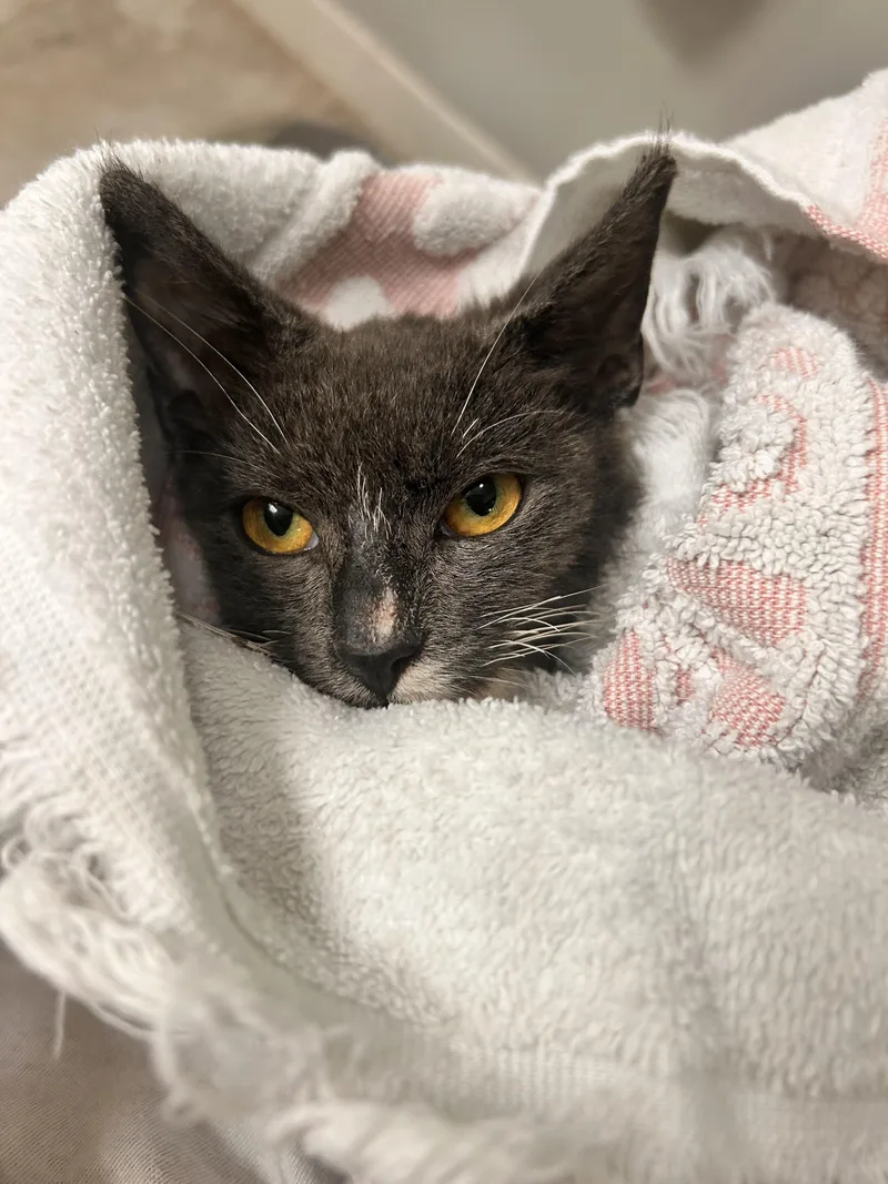 A young medium-sized female Domestic Short Hair cat named Little Babe for adoption in Tampa, FL