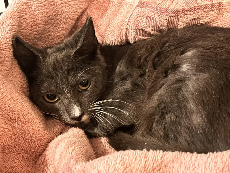 Little Babe thumbnail 3