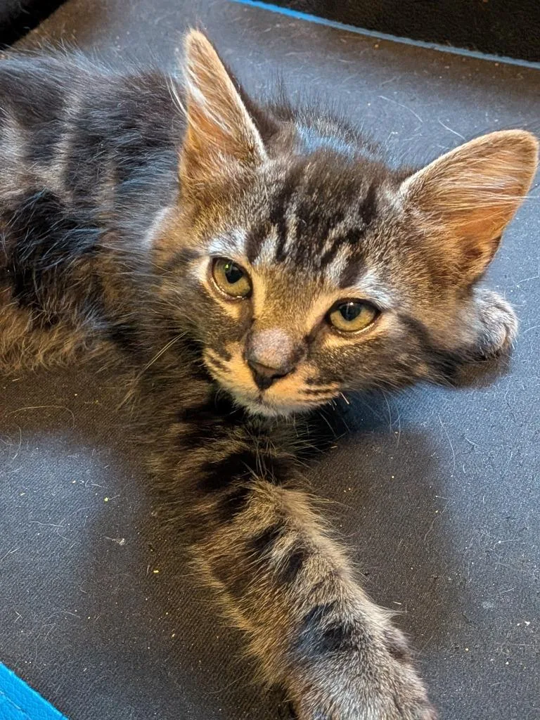 A baby small-sized male Domestic Short Hair cat named Sammy for adoption in Athens, TN