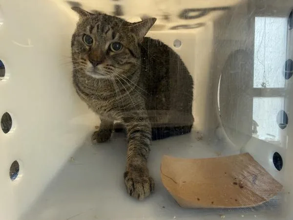 A young medium-sized male Domestic Short Hair cat named Theodoros for adoption in New York, NY