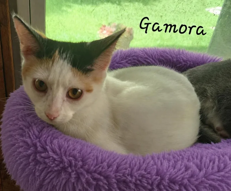 A baby small-sized female Domestic Short Hair cat named Gamora for adoption in Dallas, TX