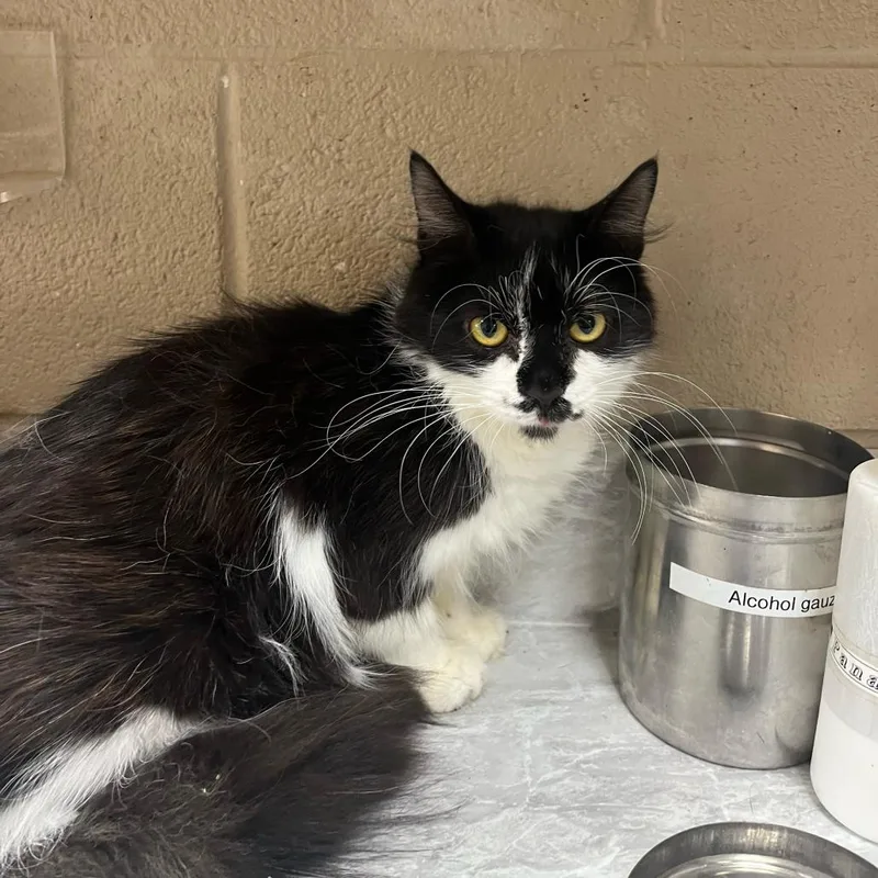 A senior medium-sized female Black Domestic Medium Hair cat named Willa for adoption in Lewisburg, WV