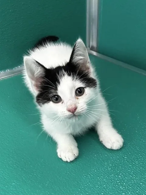 A baby small-sized female Domestic Short Hair cat named Quailen for adoption in Upper Marlboro, MD