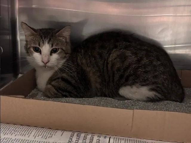 A young large-sized female Manx cat named Pat for adoption in Olathe, KS