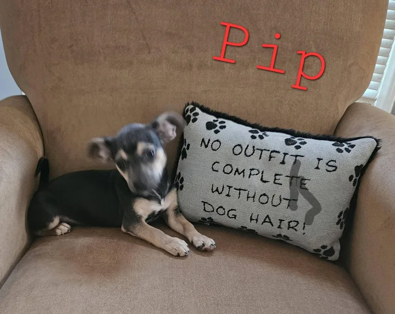 Pip thumbnail 2