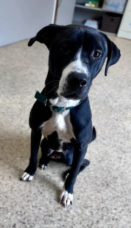 A young large-sized male Pit Bull Terrier dog named Huxley for adoption in Pendleton, OR