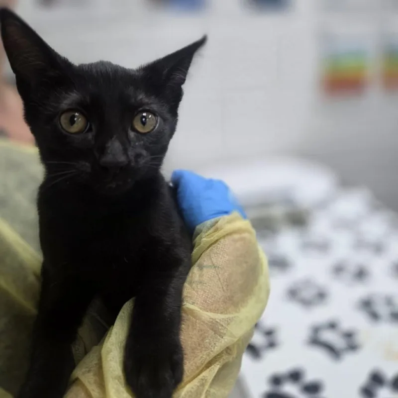 A baby small-sized female Black Domestic Short Hair cat named Heelys for adoption in Incline Village, NV