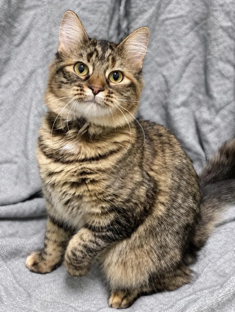 A young large-sized female Domestic Medium Hair cat named Metzi for adoption in Decorah, IA
