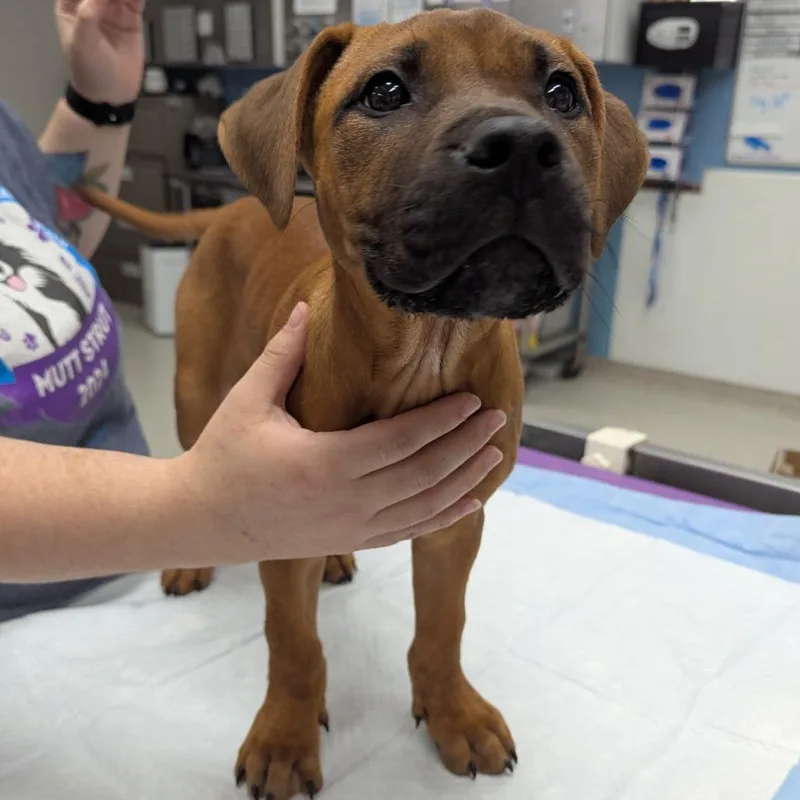 A baby small-sized female Red / Chestnut / Orange Mixed Breed dog named Junni for adoption in Indianapolis, IN