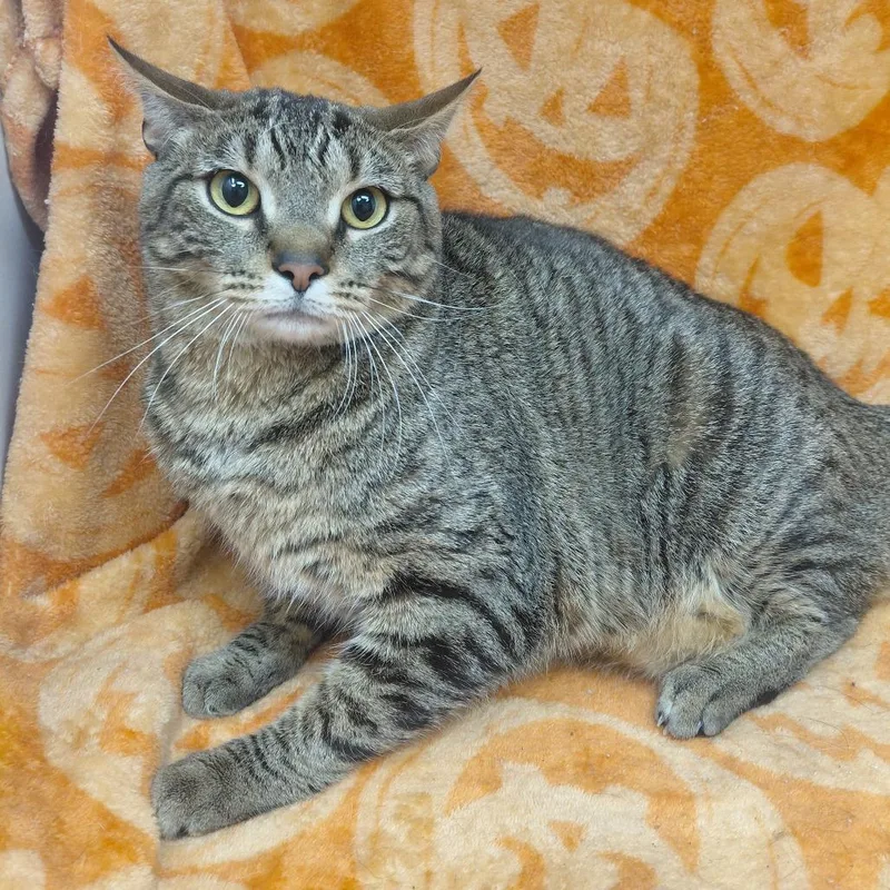 An adult small-sized female Domestic Short Hair cat named Skip for adoption in New Tazewell, TN