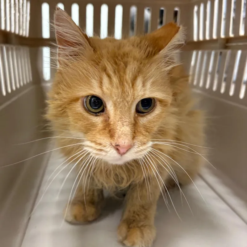 An adult medium-sized male Orange / Red Domestic Long Hair cat named Carpenter for adoption in Chattanooga, TN