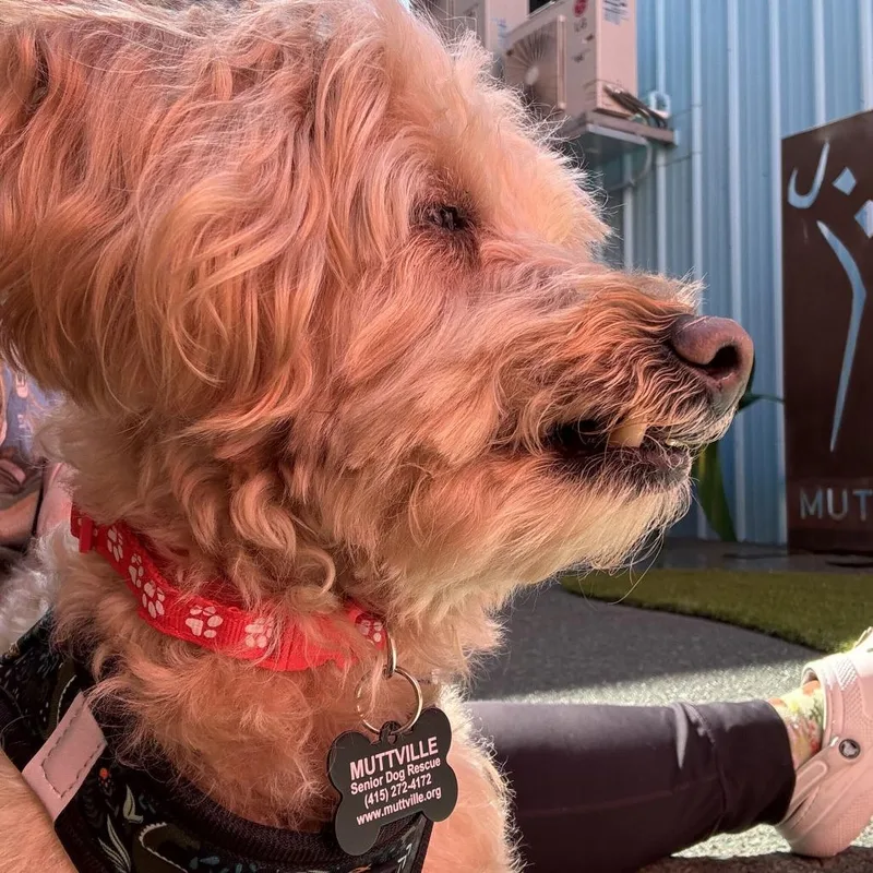 A senior small-sized male Miniature Poodle dog named Chucky for adoption in San Francisco, CA