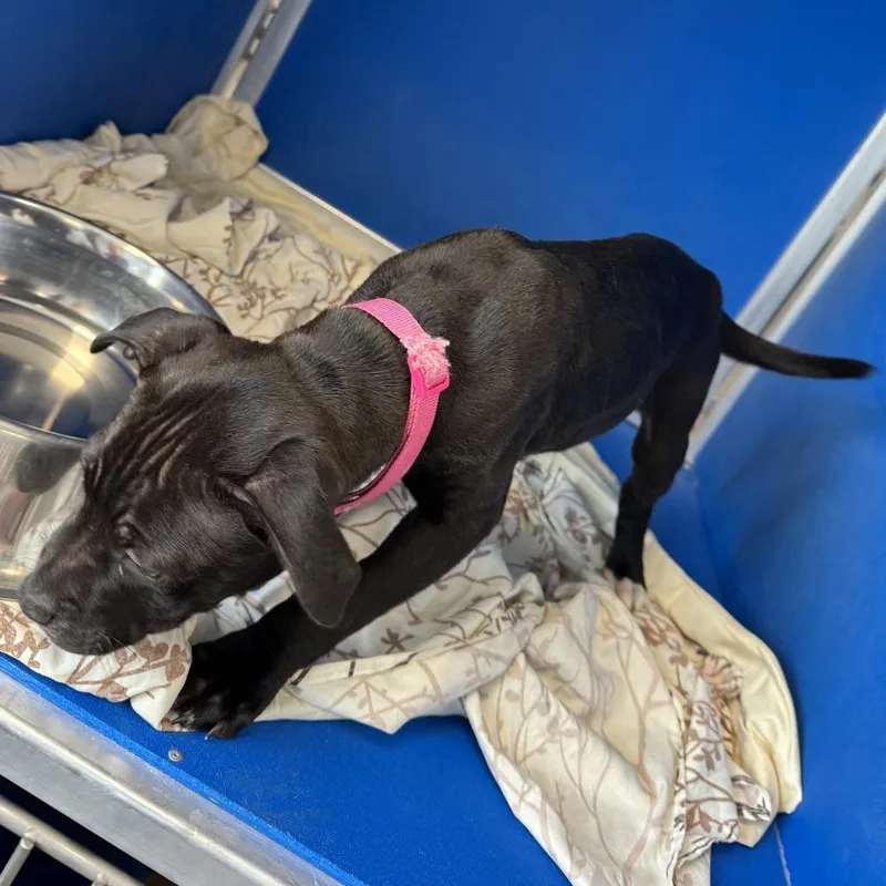 A baby small-sized female Black Mixed Breed dog named Eva for adoption in Las Cruces, NM