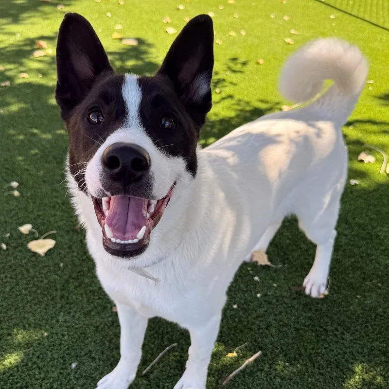 A young medium-sized male White / Cream Akita dog named Kenzo for adoption in Long Beach, CA