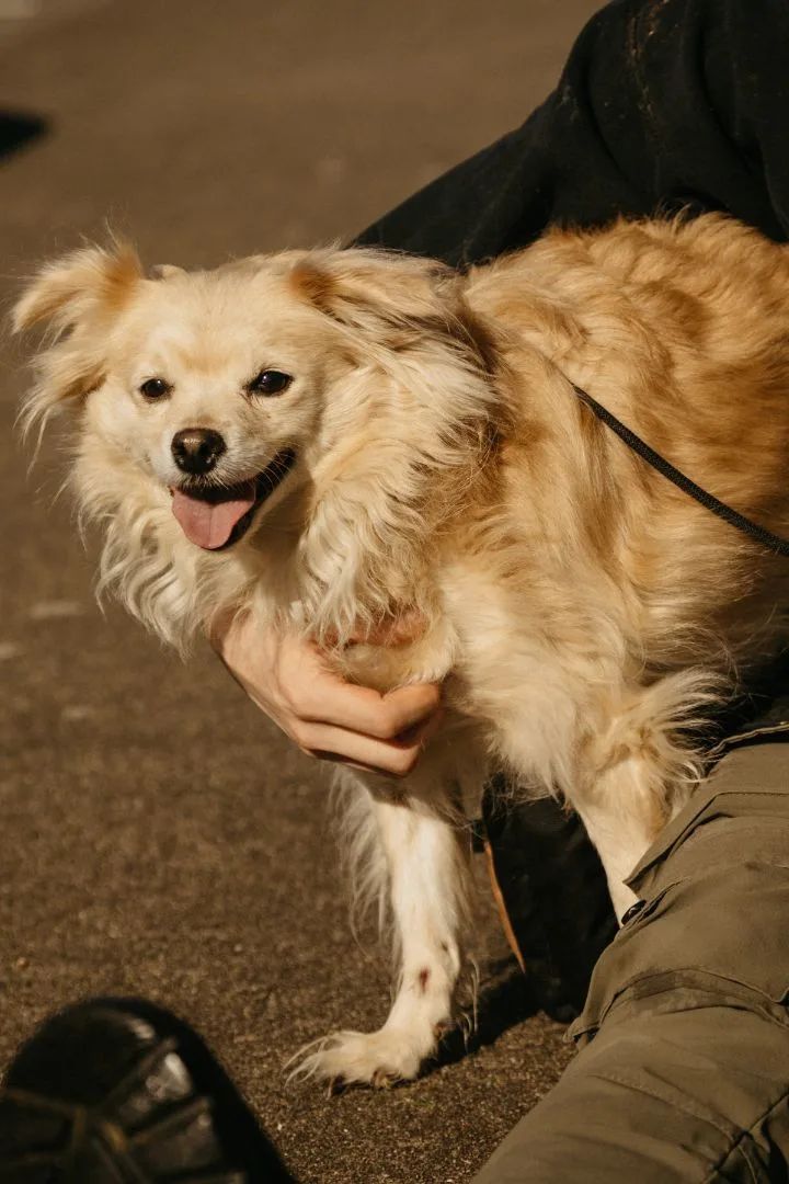 An adult small-sized female Apricot / Beige Pomeranian dog named Miracle for adoption in SEATTLE, WA