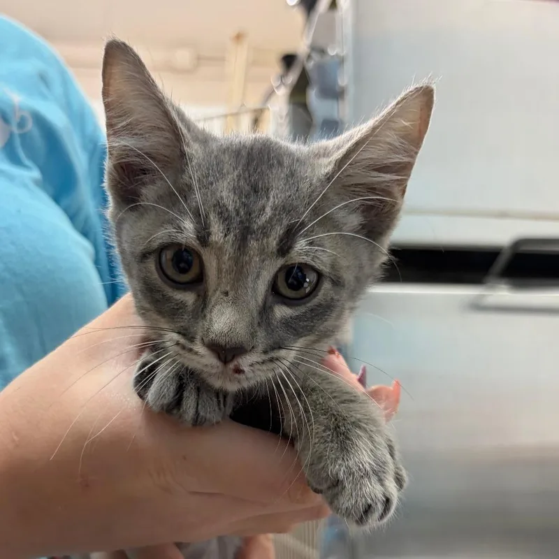A baby small-sized male Gray / Blue / Silver Domestic Short Hair cat named Casper for adoption in Ardmore, OK
