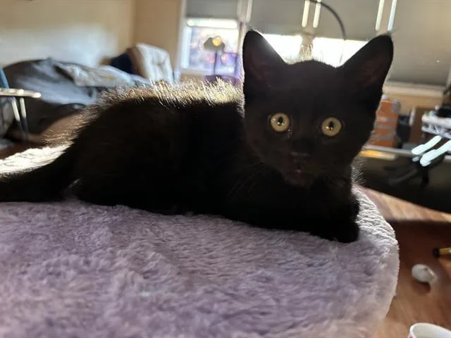 A baby small-sized female Domestic Short Hair cat named Coffee for adoption in Santa Clara, CA