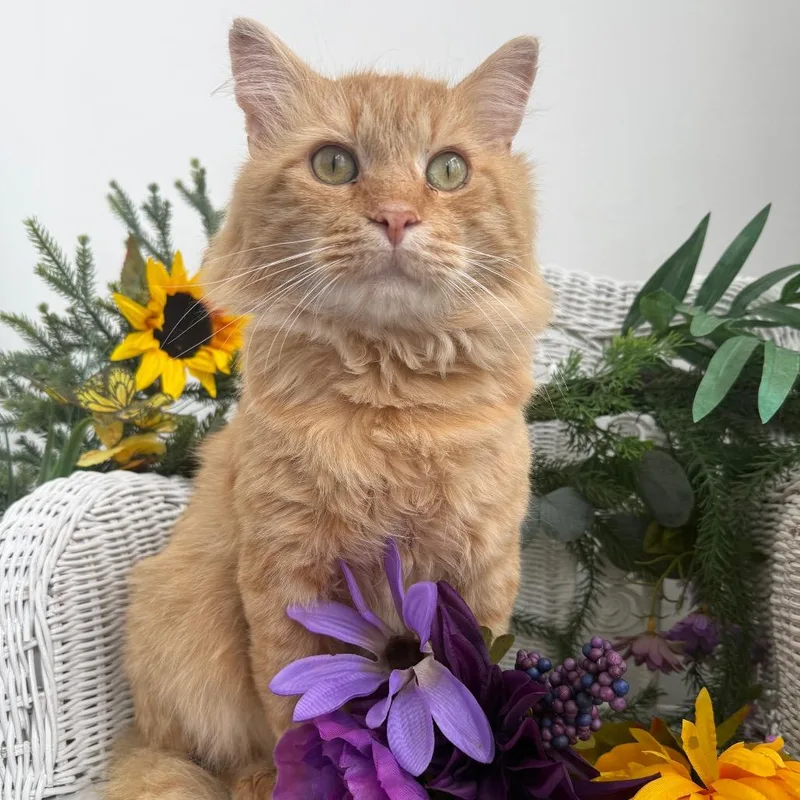 Puff Spring FIV+
