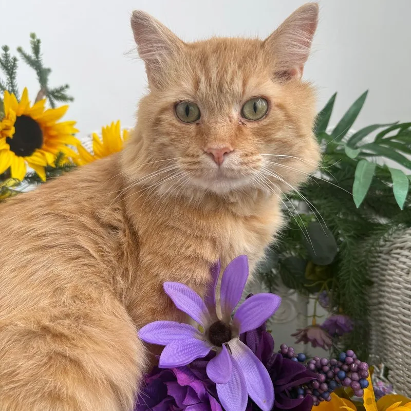 Puff Spring FIV+ thumbnail 2