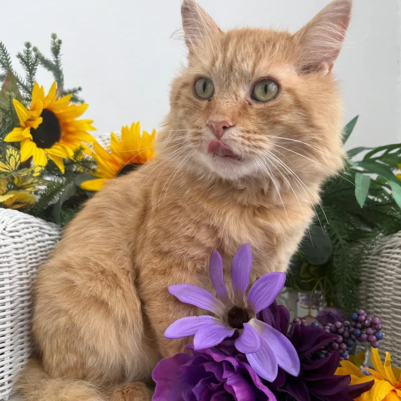 Puff Spring FIV+ thumbnail 3